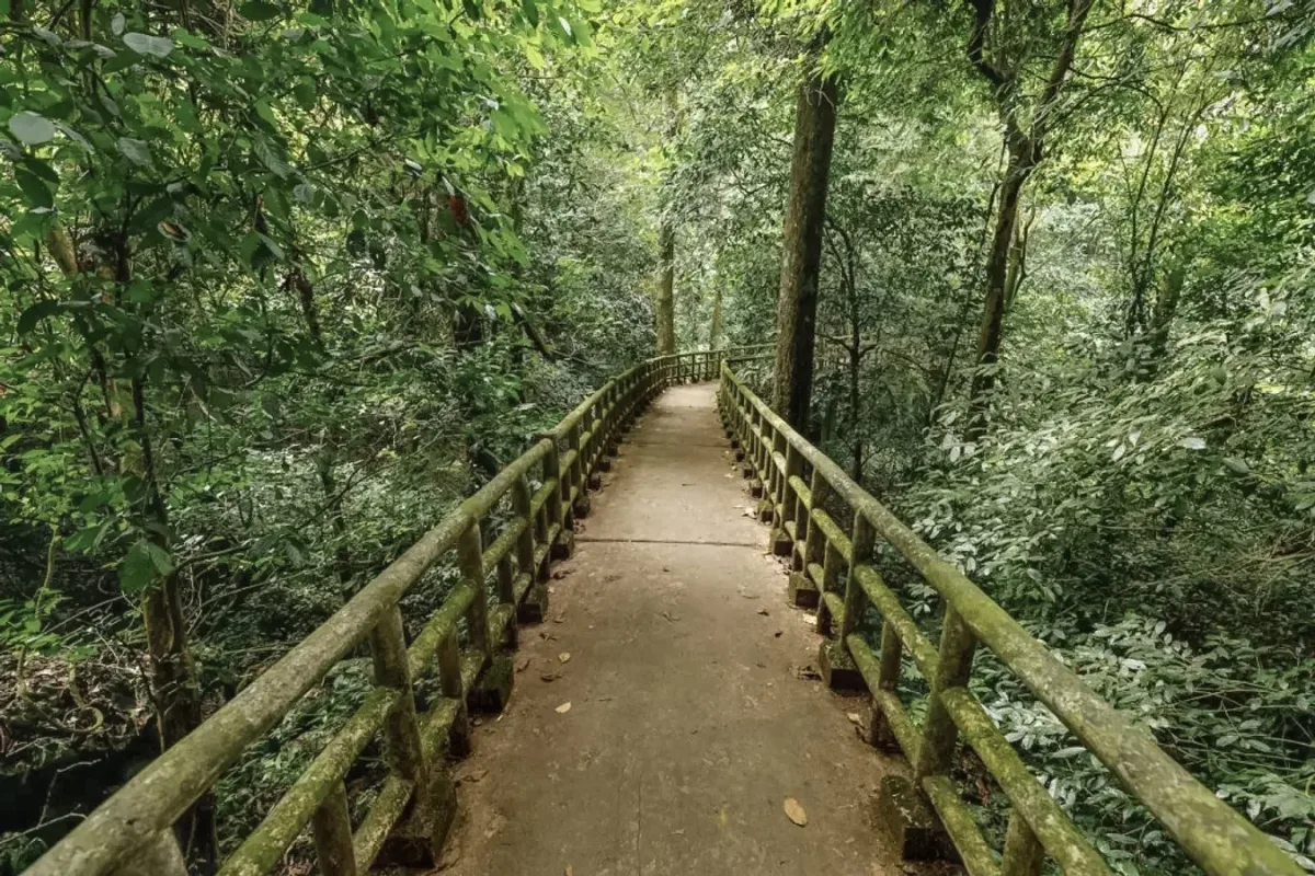 At The Forest Edge