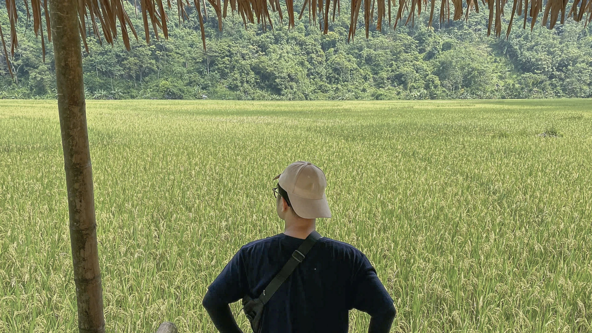 A traveller pausing beside ripening rice fields in Pu Luong