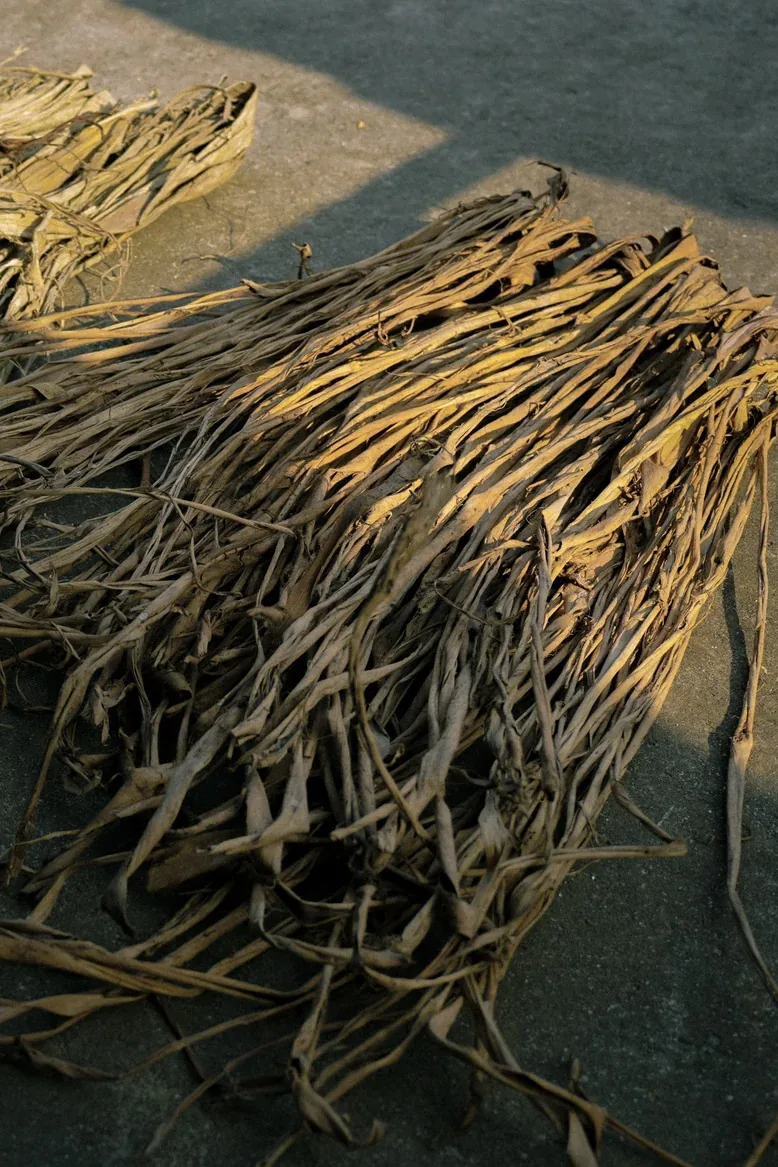 Bundles of mạy sla bark laid out to dry.